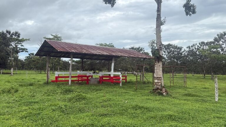 Finca ganadera Quebradón de Upala