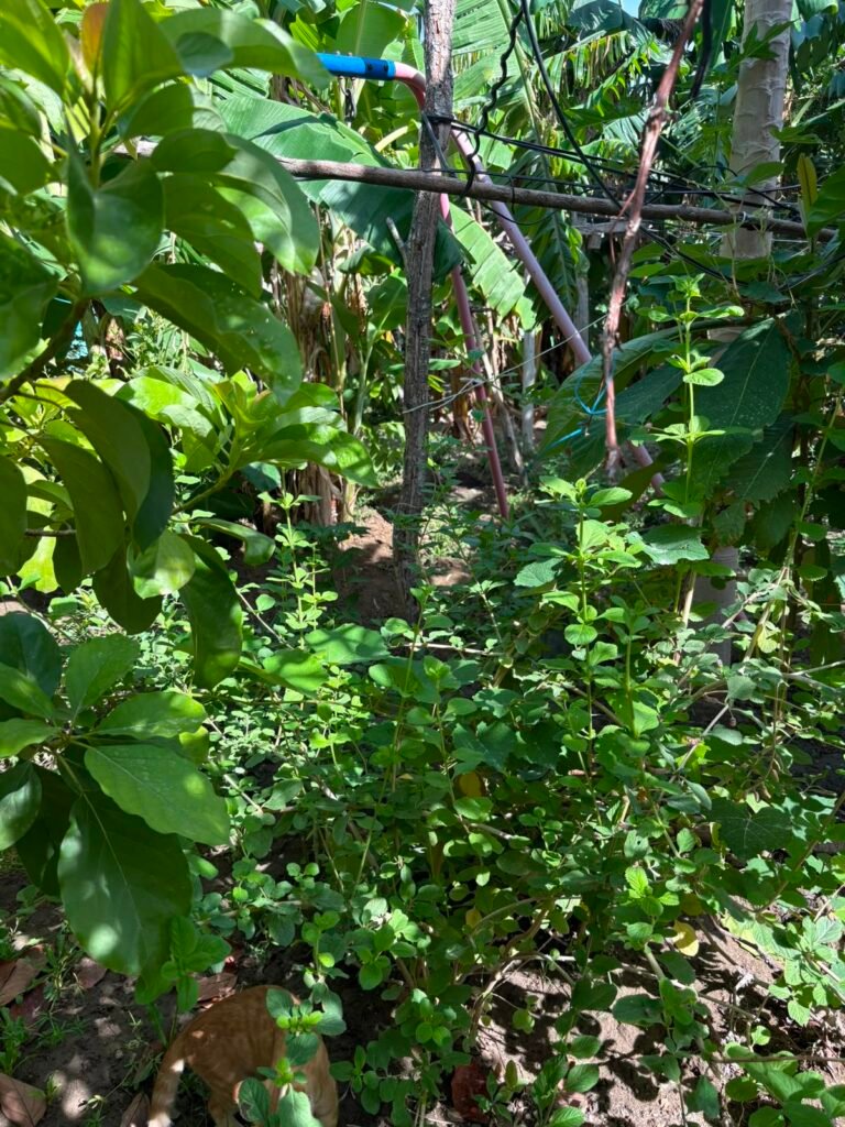 Lotes en venta — Liberia