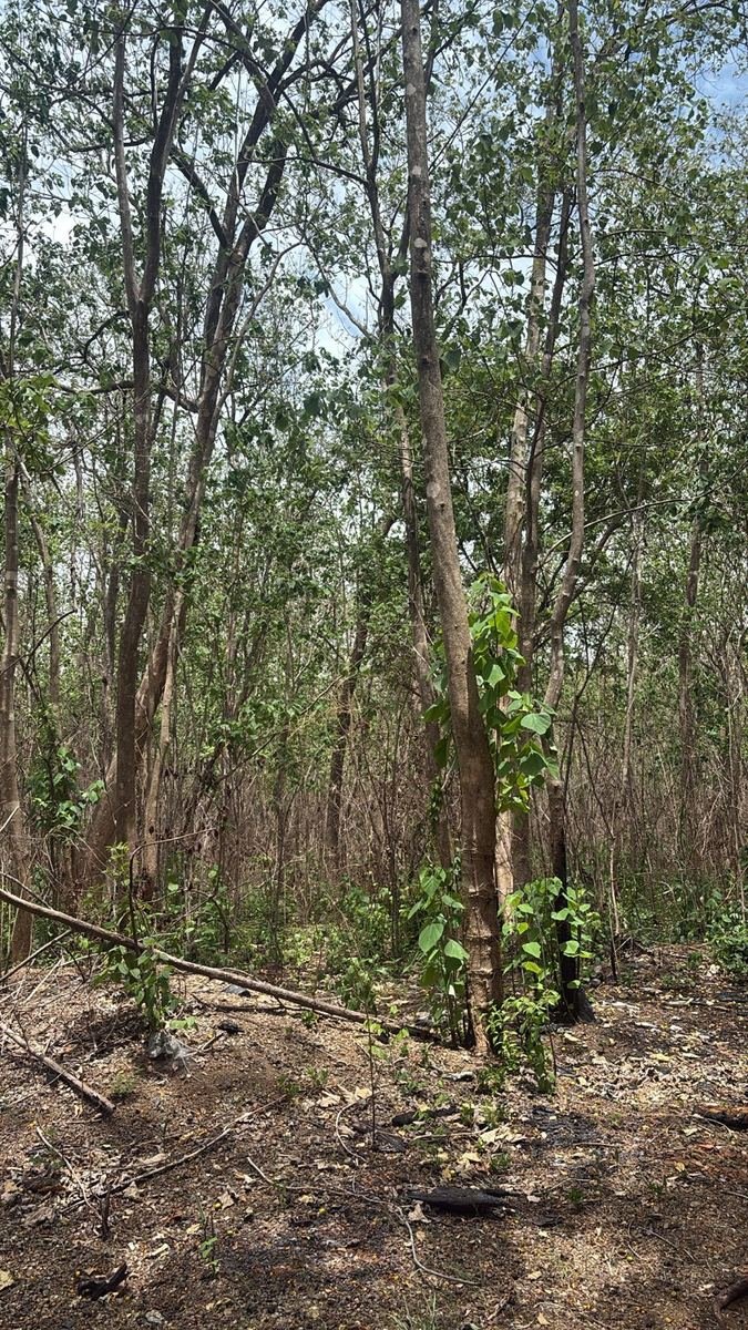 Finca Las Melinas